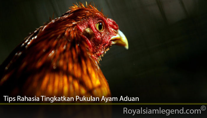 Tips Rahasia Tingkatkan Pukulan Ayam Aduan